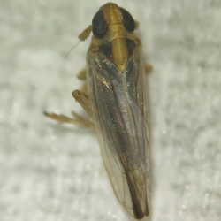 Kelisia guttulifera